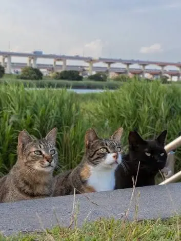 Mongou의 猫を飼いましょう(獣人)