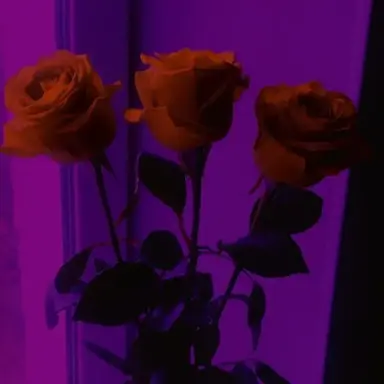 Profile image of Eleonora