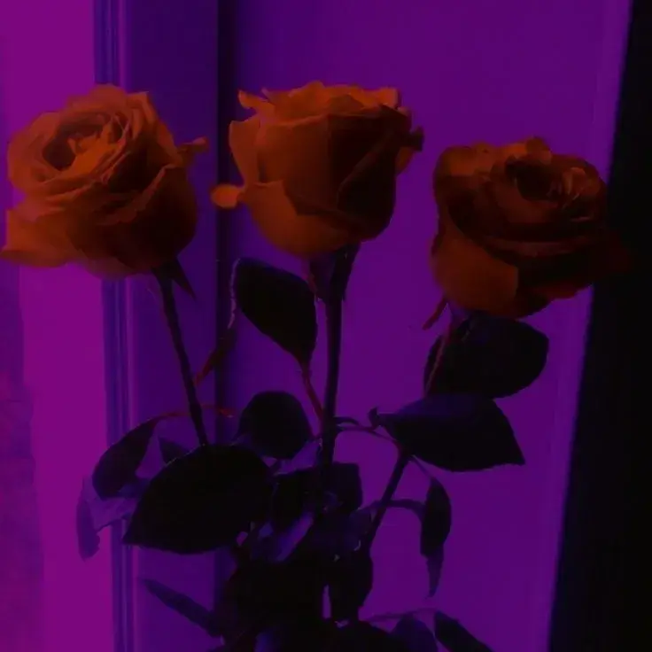 PetiteFleet4218의 Vampire Eleonora