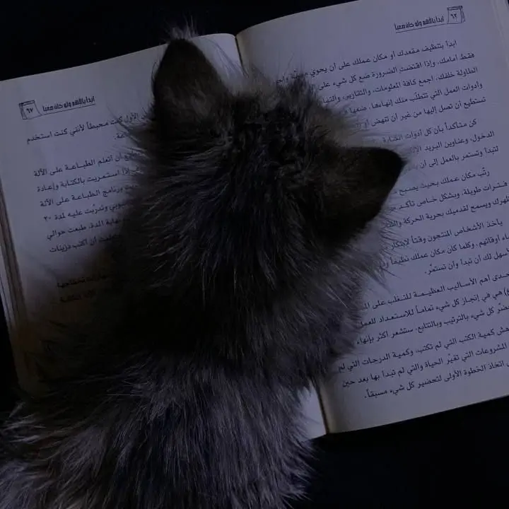 FlatNoise4580의 猫化