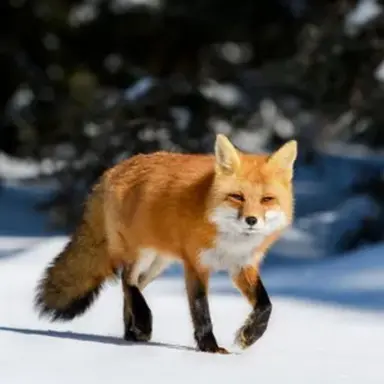 Profile image of 여우