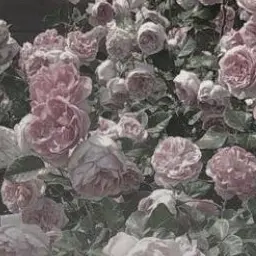Profile image of 立花 仙蔵