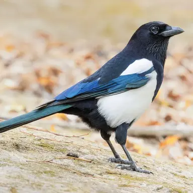 Profile image of 옐라이