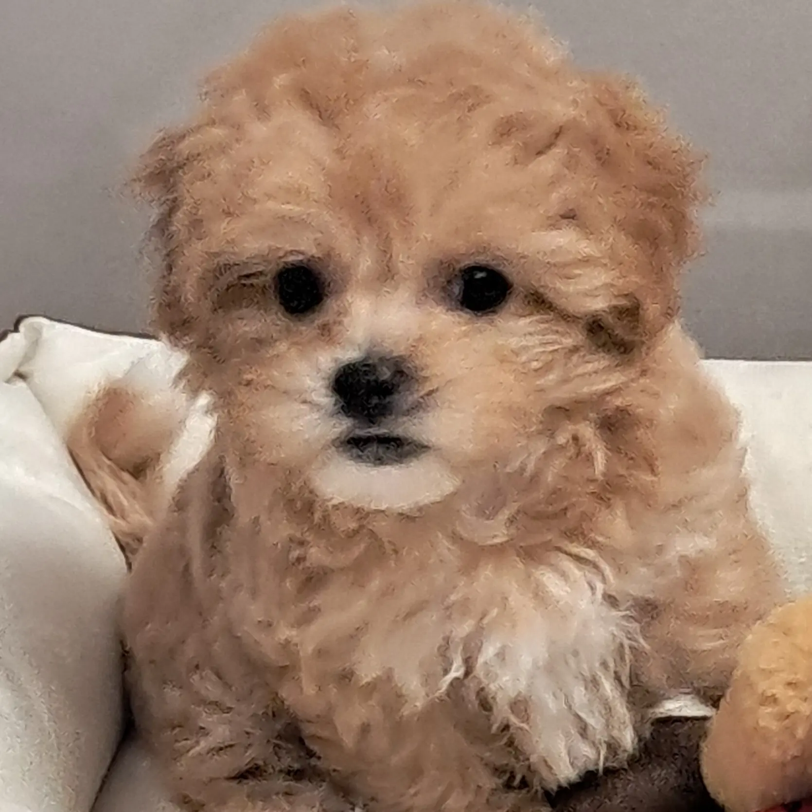 weopuooo의 박 코코