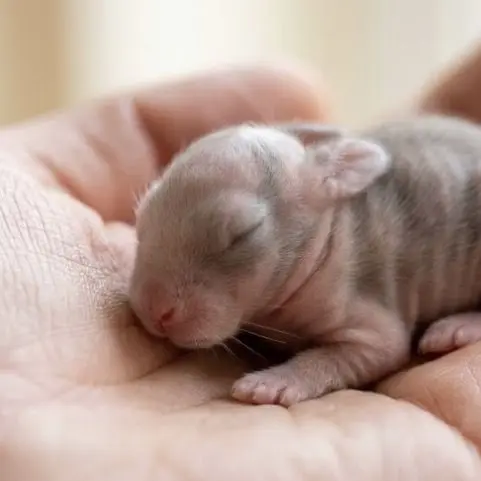 HumidDew7783의 Seven Tiny Lives