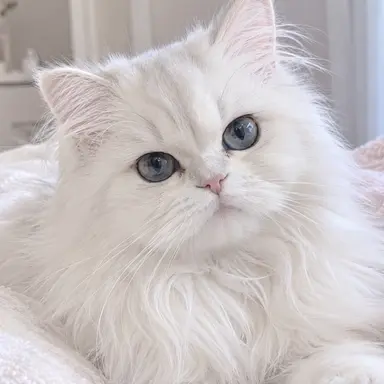 Profile image of ネネ