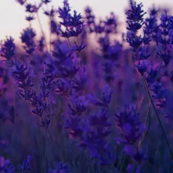 Profile image of 리즈. 이서. 레이