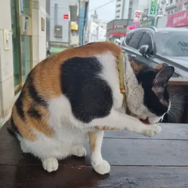 Profile image of 고양이
