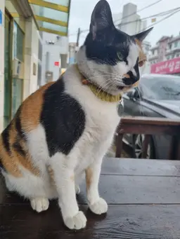 Profile image of 고양이