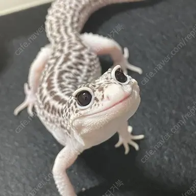 Profile image of 크쿠