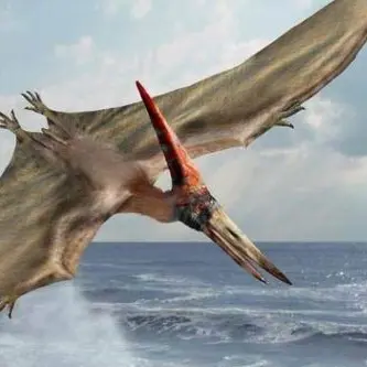 Profile image of 프테라