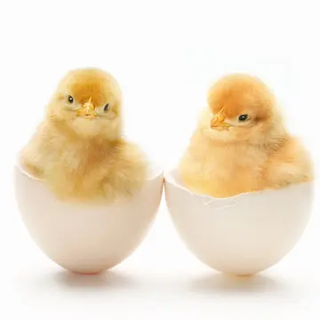 Profile image of 陽菜