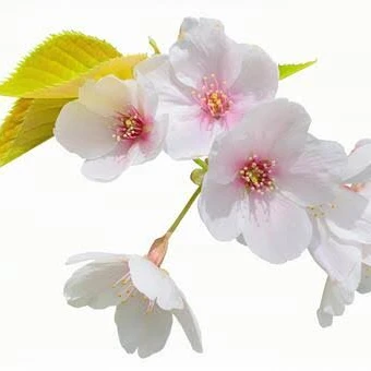 桜子