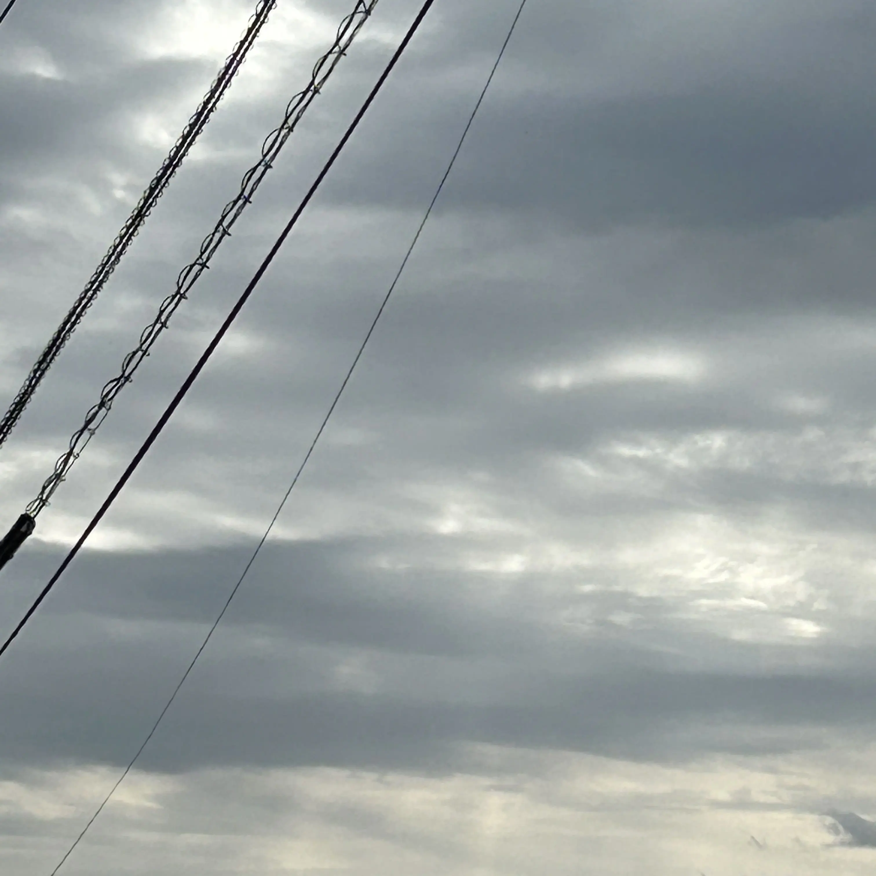 HonestLeech5019의 九重さん