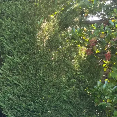 Profile image of コギト