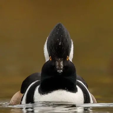 Profile image of Cressek