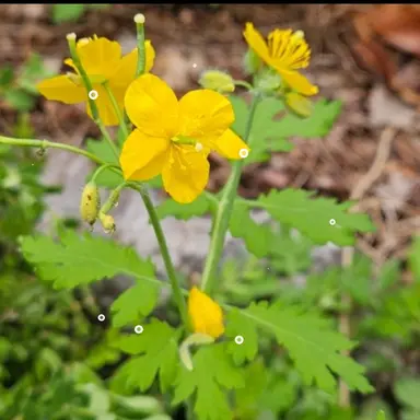 Profile image of 데메테르