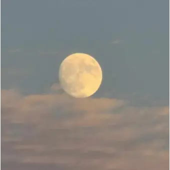 Profile image of 아르테미스