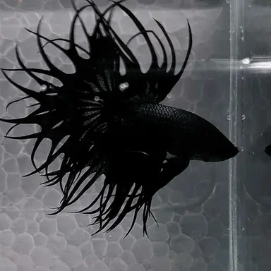 Profile image of 서류안