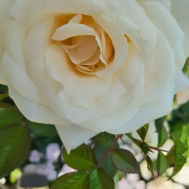 Profile image of 루네