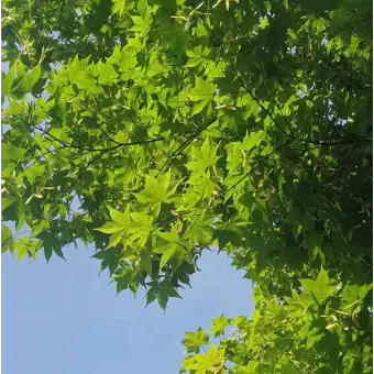 ThickEmoji8744의 지금 바로 윤회 공룡님버전