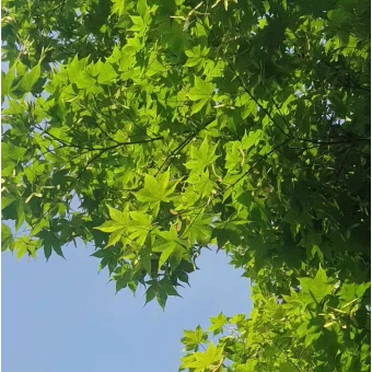 공룡