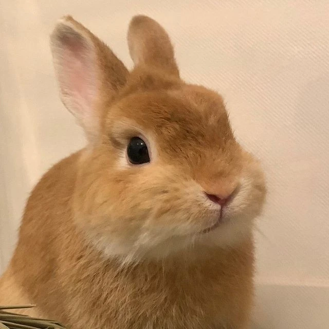 ぐく