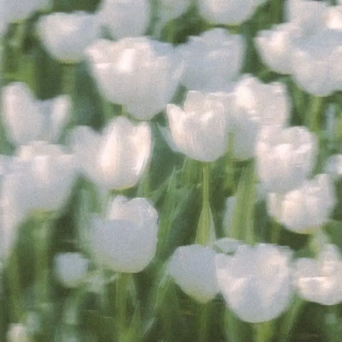 PastelLynx3895의 セツナハナビ