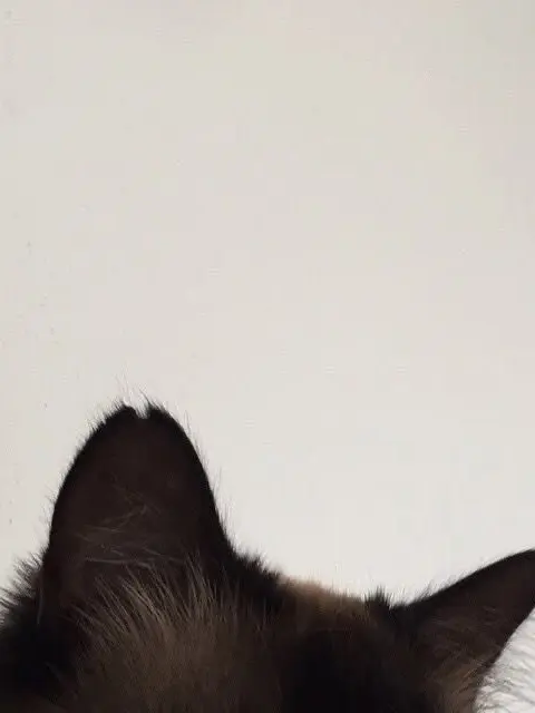 maffin.hui의 僕を拾って、