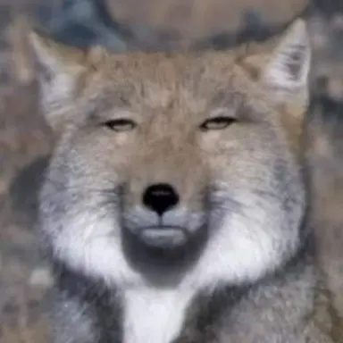 Profile image of 여우