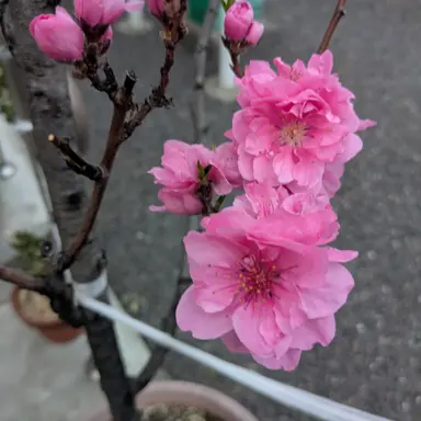 Profile image of 江戸