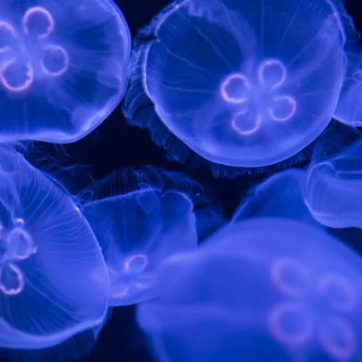 海月