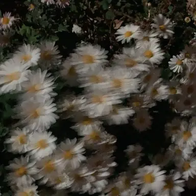 Profile image of 서라더