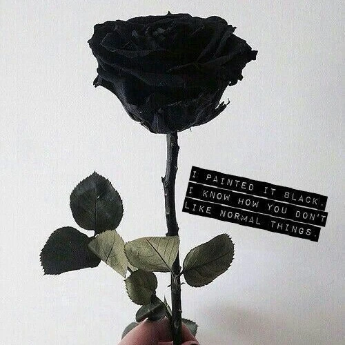 모쫄이