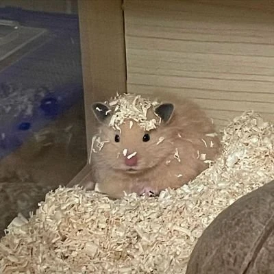 서율