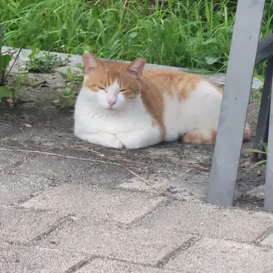 Profile image of Kitty
