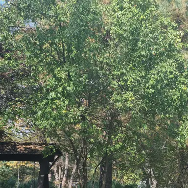 Profile image of 해설