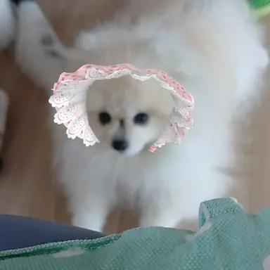 Profile image of 차코코