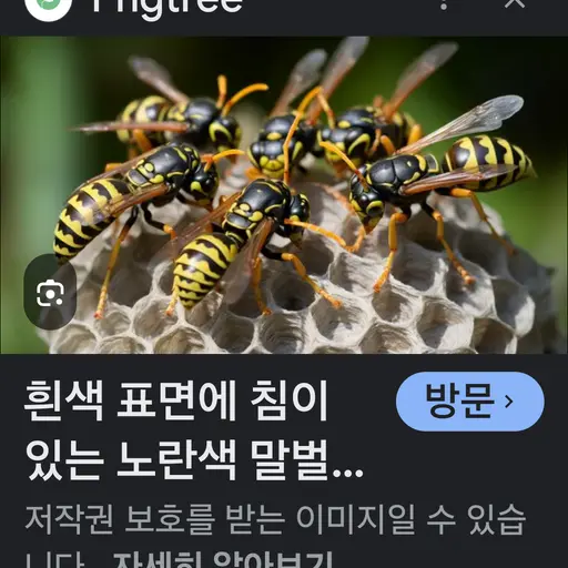 AcridChili3862의 장수말벌