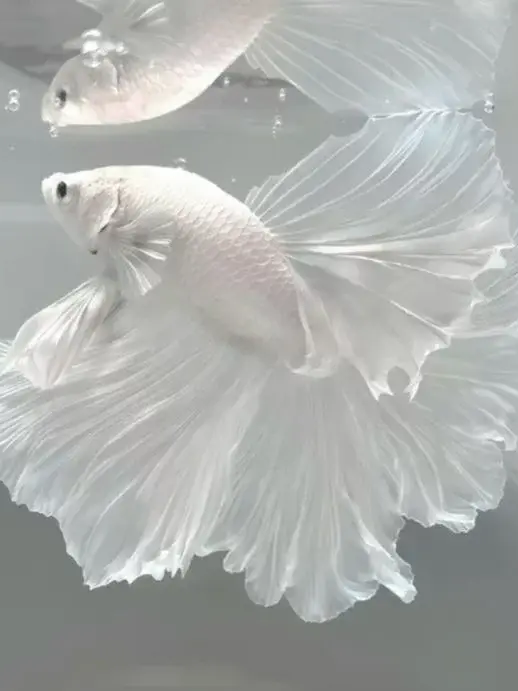 ˊo̴̶̷̤.̮o̴̶̷̤ˋ 대표 이미지