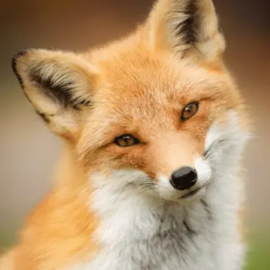 Profile image of 여우