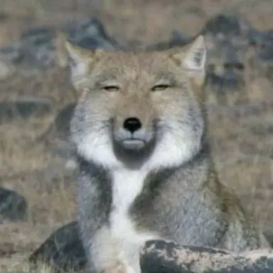 Profile image of 여우