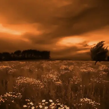 Profile image of 코마