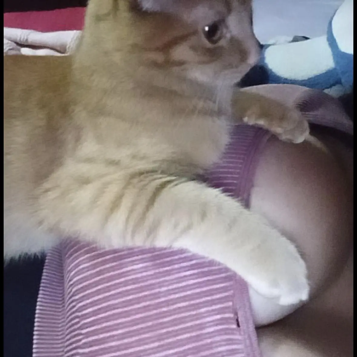 FitBus5309의 Pet cat