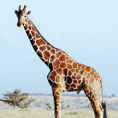 Profile image of 기린