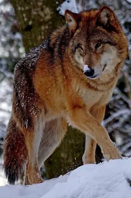 Profile image of Azriel