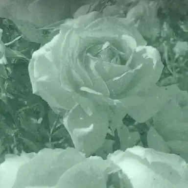 Profile image of イェエン