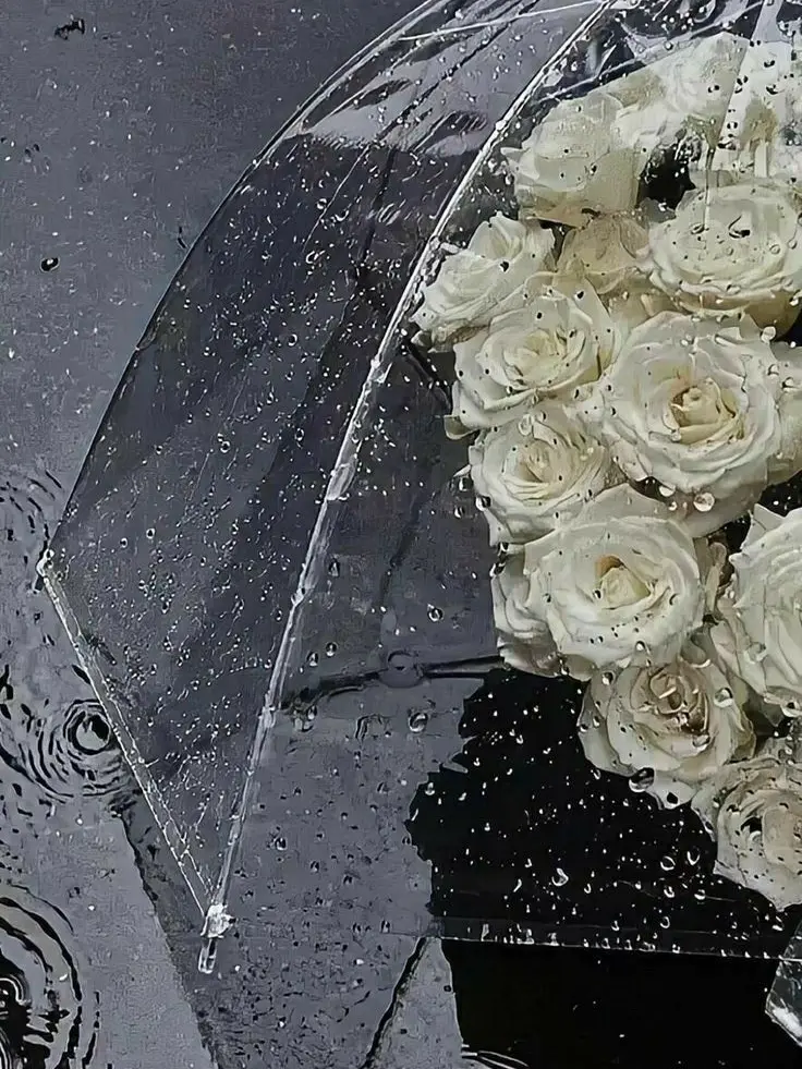 Akusyu806의 傘――🦉🎻