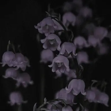 Profile image of Enemies