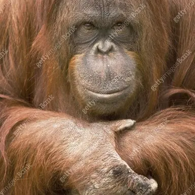 Profile image of 늑대
